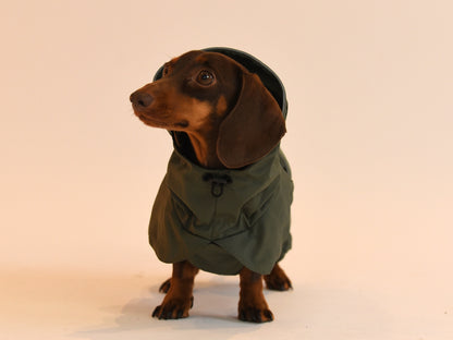 Hood Up on the Khaki Dachshund Raincoat.