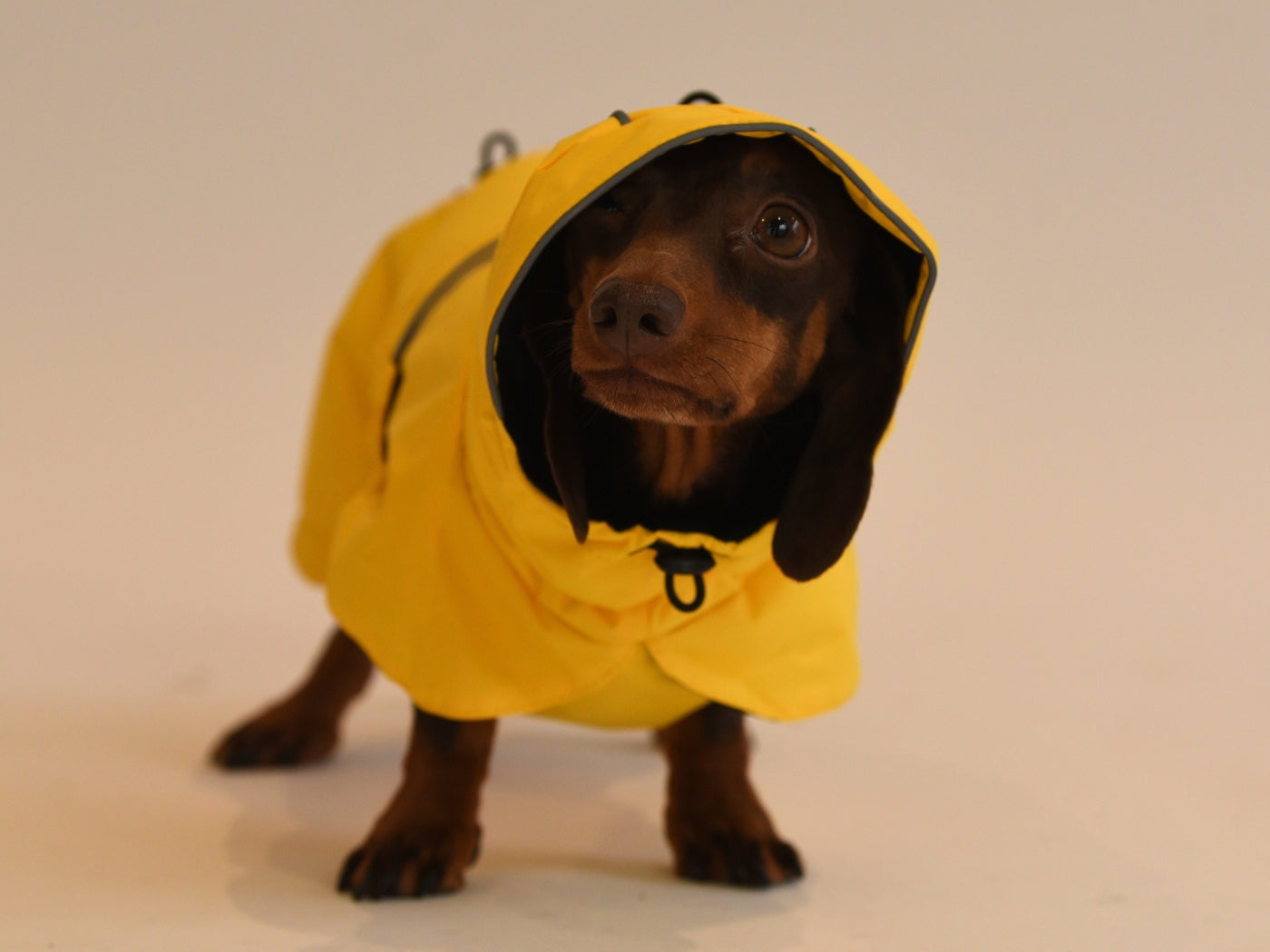 Hood up on the Dachshund Yellow Raincoat.
