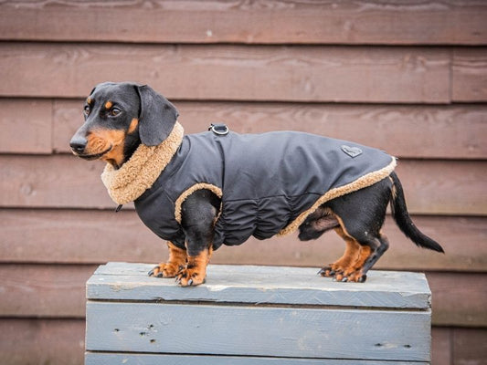 Black waterproof dachshund coat with teddy bear lining, side view.