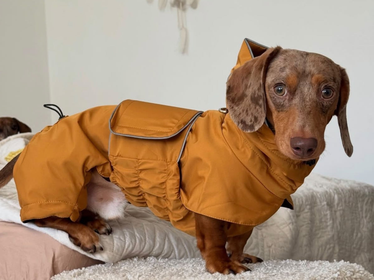 Mustard Dachshund Raincoat