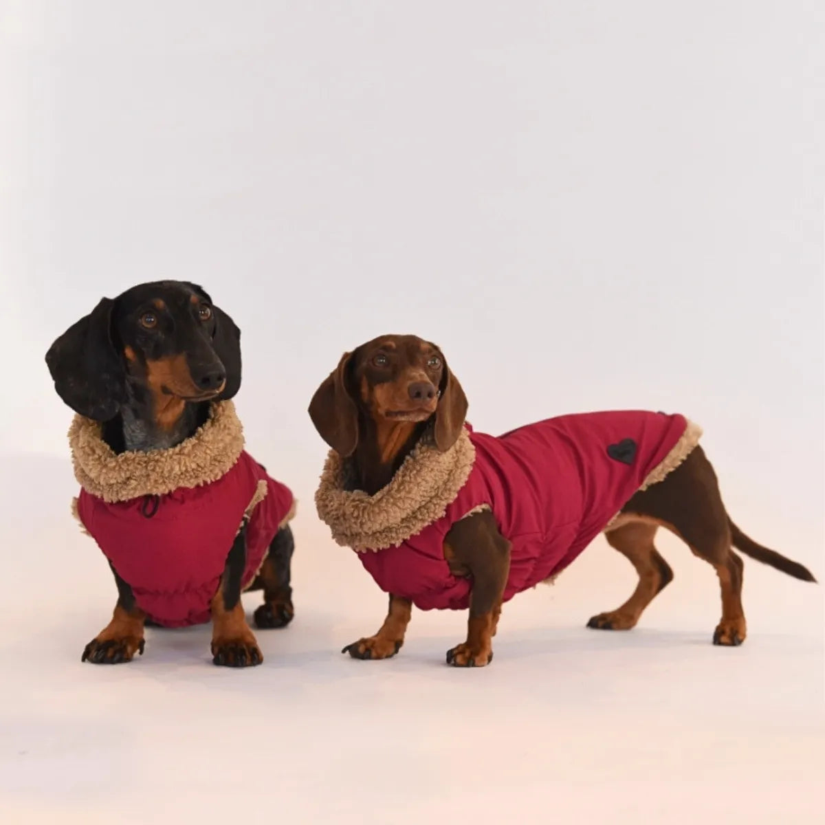 Two dachshunds wearing matching pink winter waterproof coats with borg fleece lining, standing against a plain white studio background.