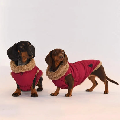 Two dachshunds wearing matching pink winter waterproof coats with borg fleece lining, standing against a plain white studio background.