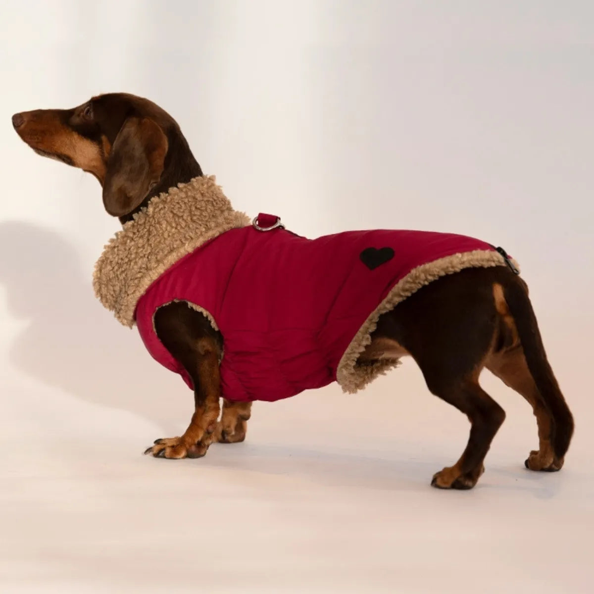 A side view of a dachshund wearing a  dark pink dog coat with borg fleece lining, standing against a plain white studio background.