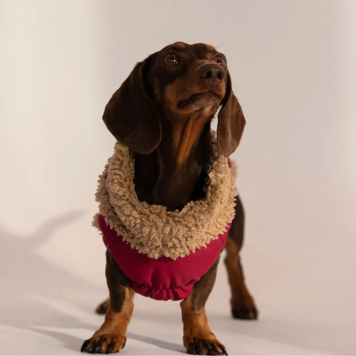 Sausage the dachshund, looking at the camera wearing a pink sausage dog waterproof coat, standing against a white studio background.