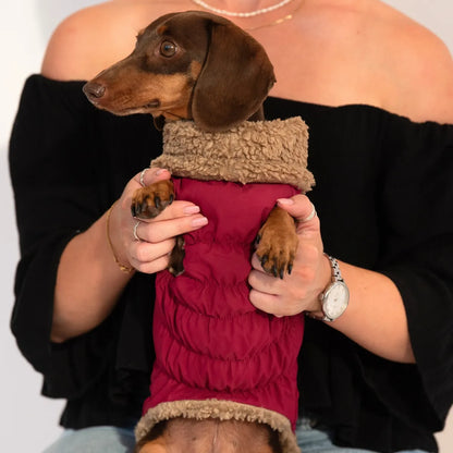 A dachshund wearing a pink waterproof winter dog coat with full belly coverage.