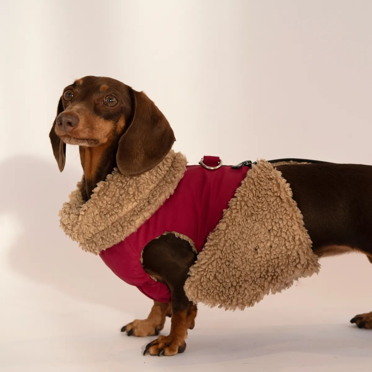 A side view of a pink dachshund winter coat with the borg fleece seamless lining showing.