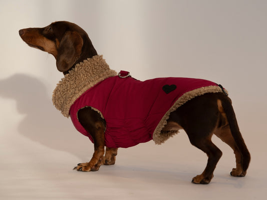 A side view of a dachshund wearing a  dark pink dog coat with borg fleece lining, standing against a plain white studio background.