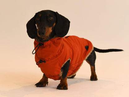 Red Teddy Bear Dachshund Coat Front View.