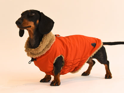 Red Teddy Bear Dachshund Coat side view.
