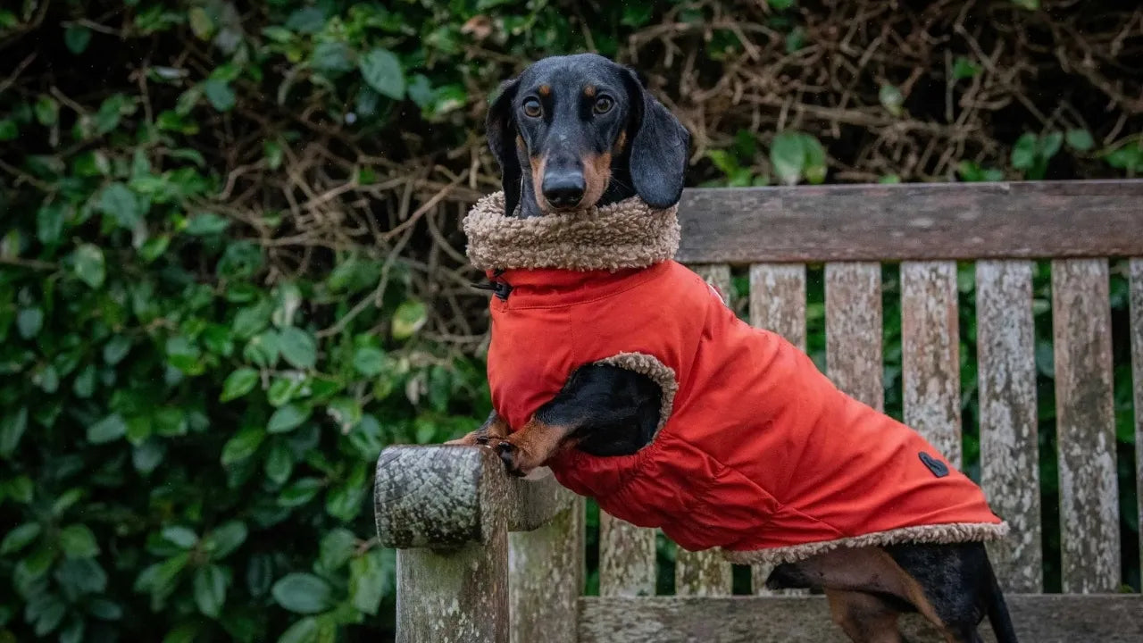 Rich the sausage dog on a bench, wearing The Sausage Dog Shop Red Teddy Bear Sausage Dog Coat.