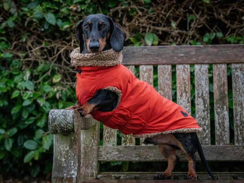 Rich wearing the Red Teddy Bear Dachshund Waterproof Coat