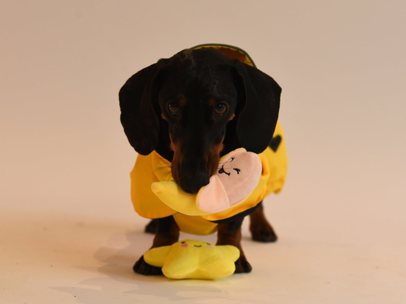 Rich wearing the Yellow Dachshund Raincoat with a toy.