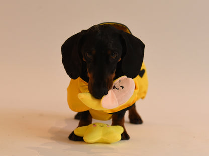 Rich wearing the Yellow Dachshund Raincoat with a toy.
