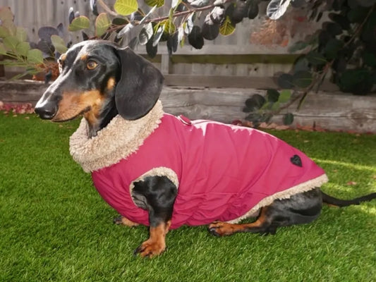 Pink Teddy Bear Coat
