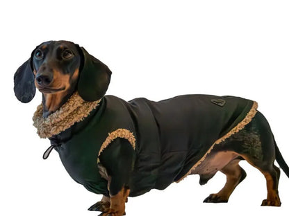 Richard the dachshund wearing the Black Teddy Bear Coat.