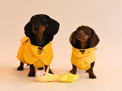 Sausage and Rich in their matching Yellow Dachshund Raincoats.