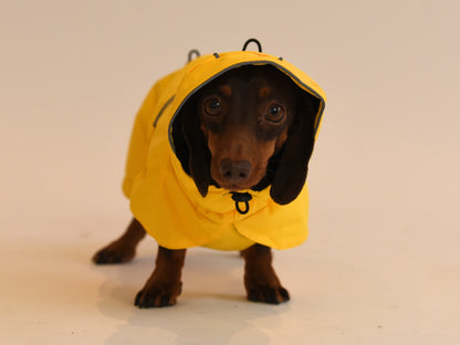 Sausage in the Yellow Sausage Dog Raincoat.