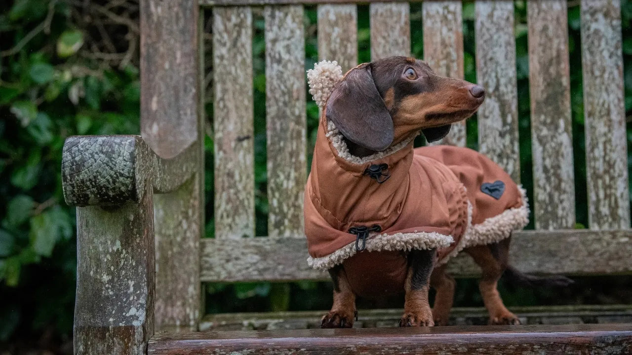 Sausage on a bench, wearing The Sausage Dog Shop Beige Wraparound Dachshund Coat.