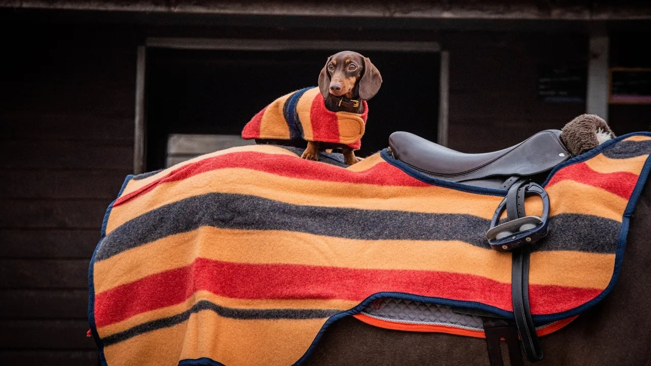 Sausage on a horse, wearing The Sausage Dog Shop Witney Wool Dachshund Jacket.