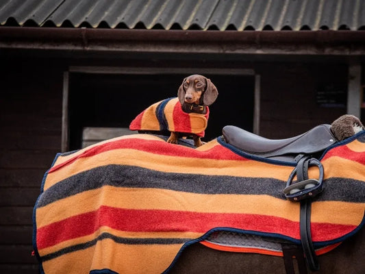 Sausage sitting on the back of a horse, wearing a matching Witney wool jacket.