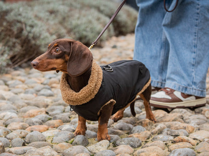 Sausage wearing the Black Teddy Bear Coat, front view.