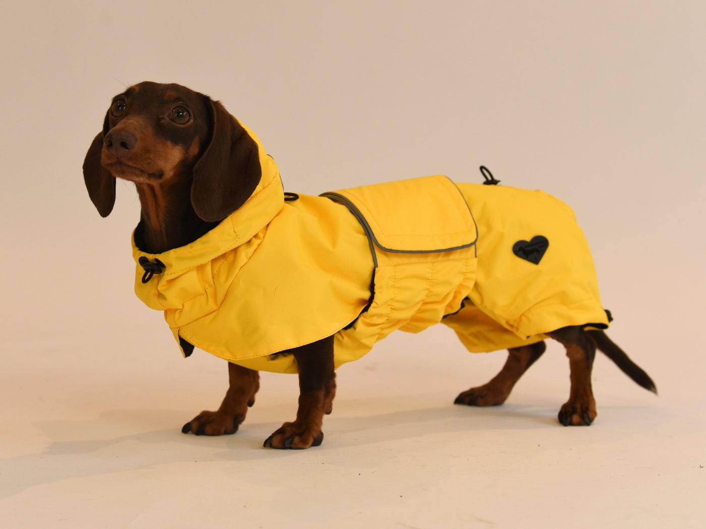 Sausage wearing the Dachshund Yellow Raincoat side view.