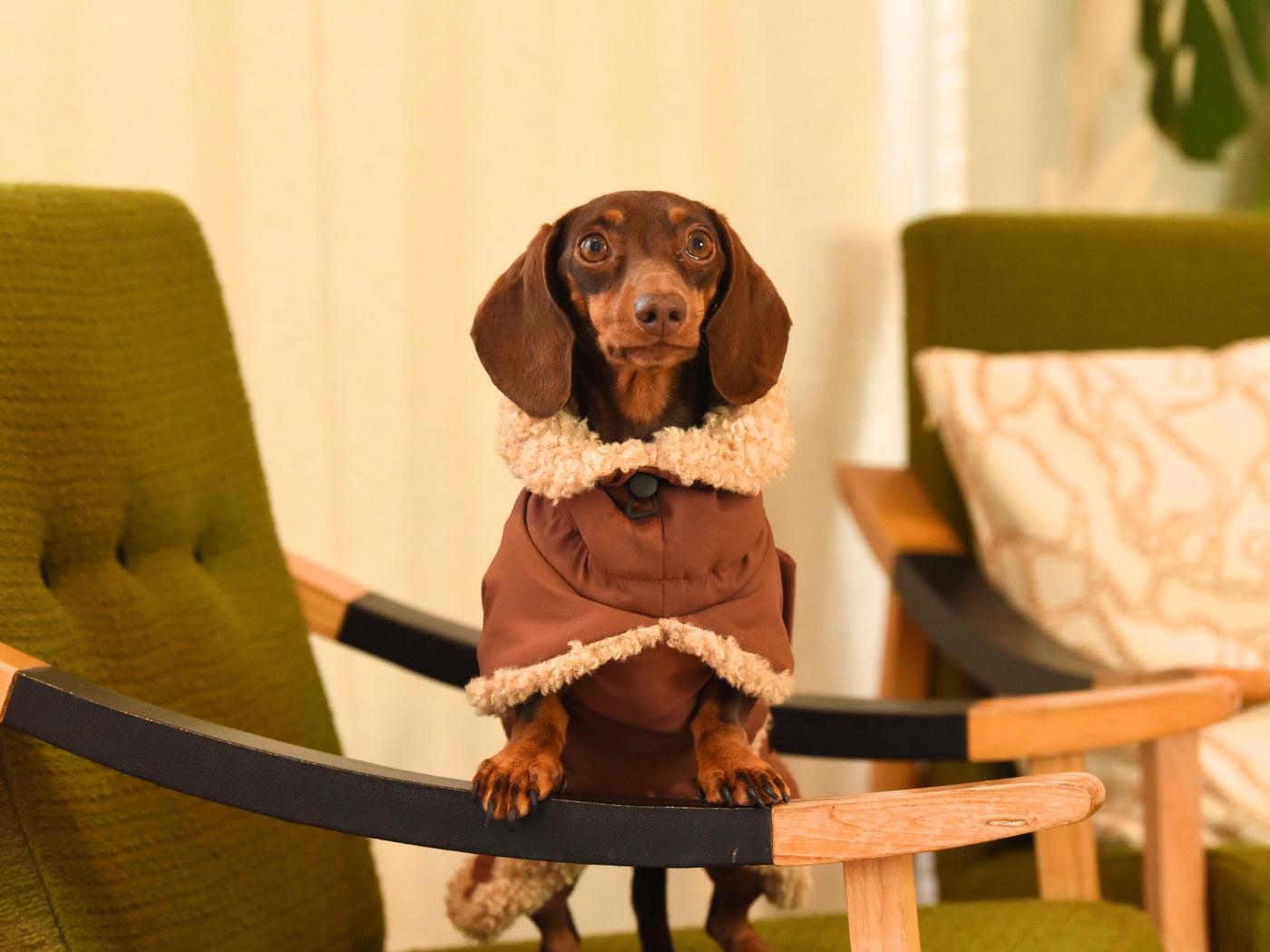 Sausage styling her brown Dachshund wraparound coat standing on a chair.