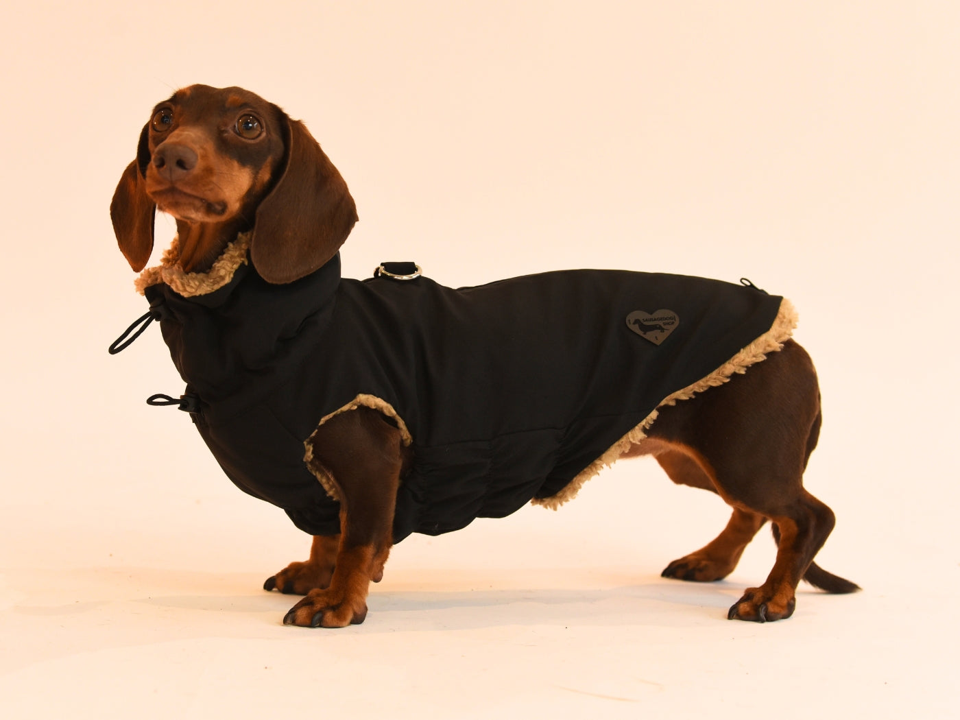 Snood up on the Black Teddy Bear Dachshund Coat.