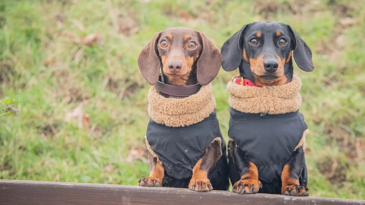 The Sausage Dog Shop featuring Sausage and Mr Pea wearing their Black Teddy Bear Dachshund coats with collars.