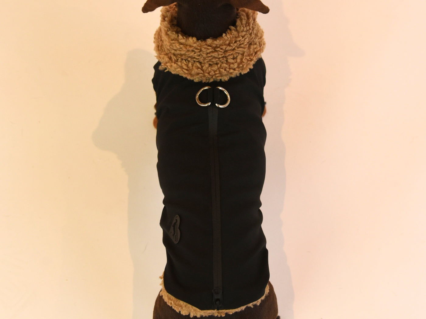 Top View of the Black Teddy Bear Dachshund Coat.