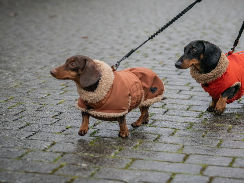 Two Dachshunds Wearing Their Waterproof Teddy Bear Coats on Walk