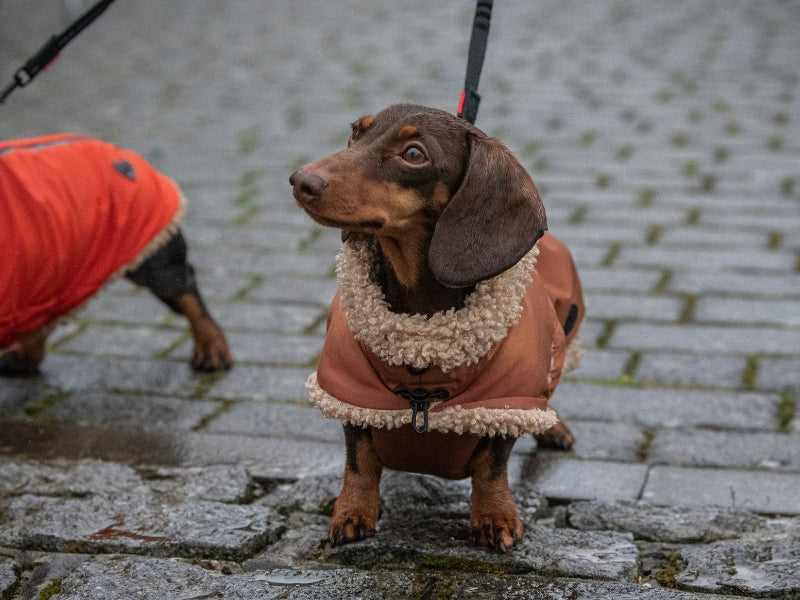 Two dachshunds wearing their waterproof teddy bear coats