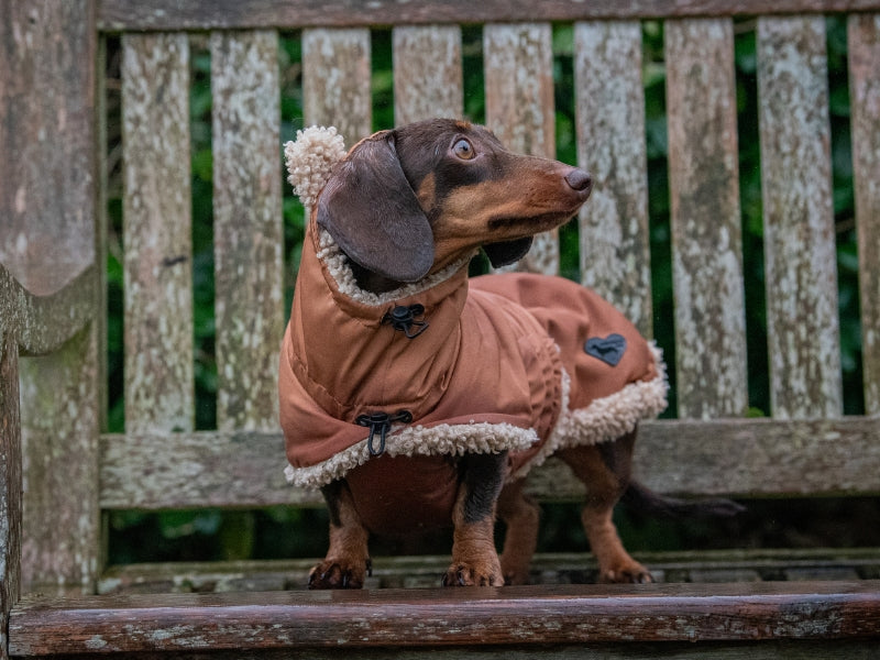 Wraparound Waterproof Teddy Bear Dachshund Coat with Ears