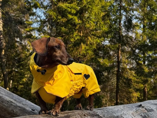 Pre-Order Now: Paddington Bear Yellow Raincoat