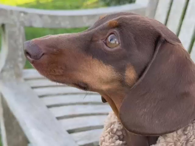 Sausage wearing the Black Teddy Bear Dachshund Coat.